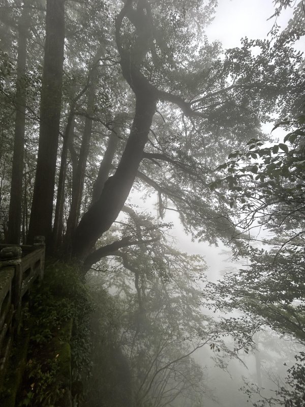 驰赢策略 在天目山，赴一场生态教育之旅